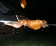 Protap